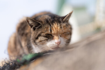 くつろぐ猫　三毛猫