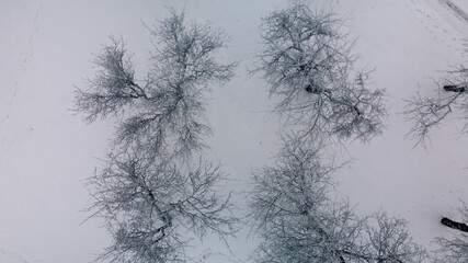 Fototapeta na wymiar Winter city garden. Trees in the snow. Flying over a snow-covered park. Aerial photography.