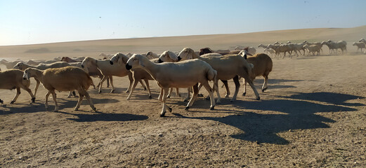 flock of sheep roaming nature for food.