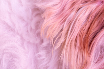 Obraz premium Abstract pink dog fur background texture close-up