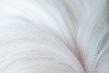 Beautiful abstract white dog fur background close-up