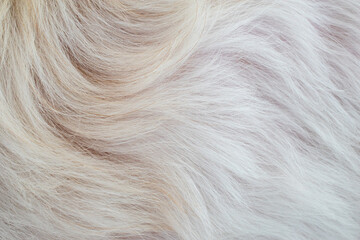 Abstract close-up white dog fur texture background