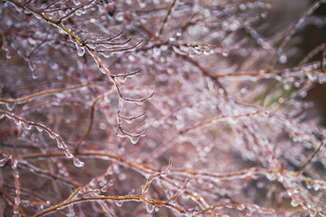 Frozen drops of water on the branches of a tree. Early frosts. Tree branches icing