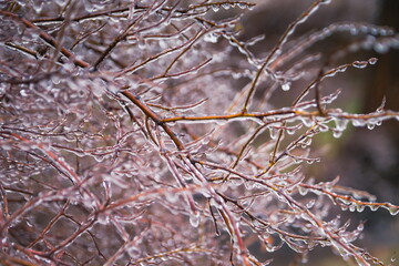 Frozen drops of water on the branches of a tree. Early frosts. T