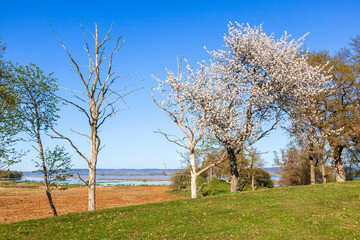 Fototapeta premium Flowering fruit trees on a meadow by a lake
