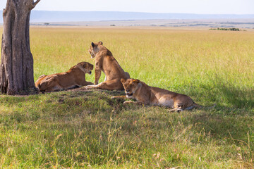 Resting lions in the shade under a tree