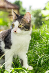 Naklejka na ściany i meble Cute black and white cat playing on the green grass