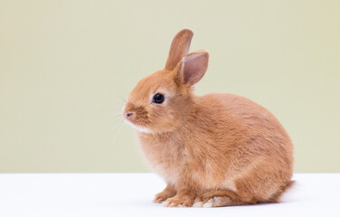 Red bunny rabbit portrait on background