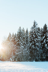 Douglas fir trees covered in snow in winter - 477934721