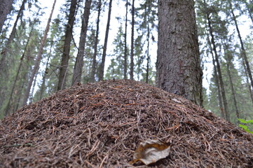 Fototapeta premium At the Foot of the Anthill