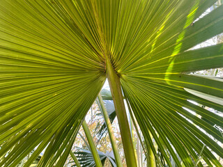 Obraz na płótnie Canvas Palm tree leaf