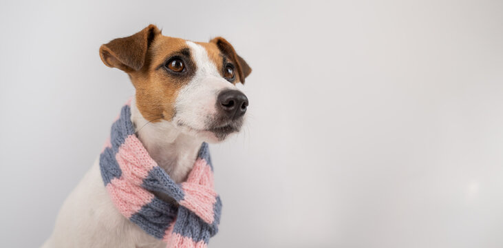 Dog Jack Russell Terrier wearing a knit scarf on a white background.