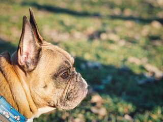 Detail close up portrait of a brown french bulldog.