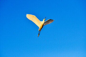 Obraz premium heron