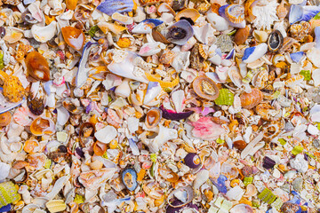 Overhead view of washed up and broken sea shells on sandy beach