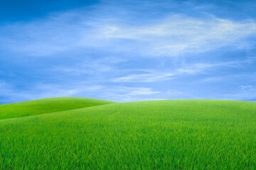 Obraz na płótnie Canvas green field with blue sky and cloud