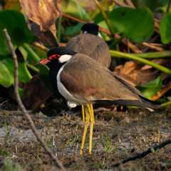 A Red-wattled Lapwing