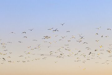 Many seagulls high in the sky at dawn 