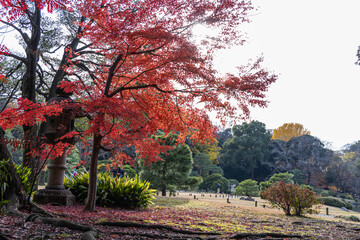 六義園の紅葉