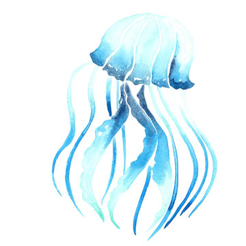 Blue Jellyfish watercolor illustration for decoration on marine life and coastal living.
