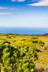 Coastal mountain landscape with fynbos flora in Cape Town