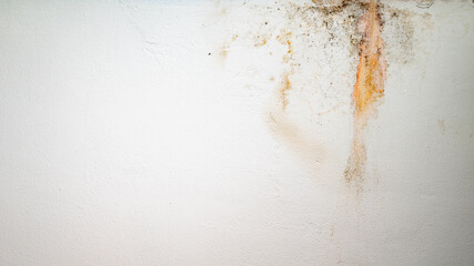 Mold on white background, fungus on white background, bacteria on white surface, Mold growth on white surface