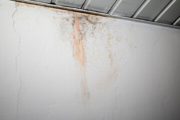 Mold on white background, fungus on white background, bacteria on white surface, Mold growth on...