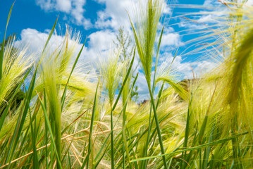 Background of fluffy spikelets of green barley close-up Blue sky and grass