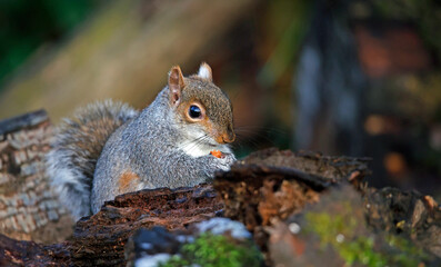 Grey squirrel foraging in the woods