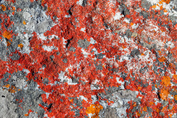 Macro texture of orange red lichen moss growing on mountain rock