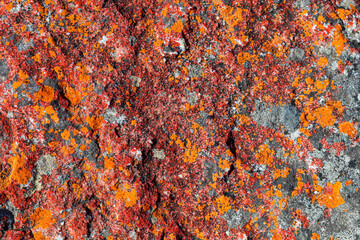 Macro texture of orange red lichen moss growing on mountain rock