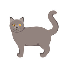 British cat on a white background. Cartoon design.
