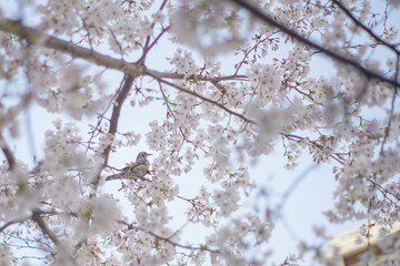 桜と鳥