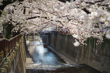 目黒の桜景色 SAKURA