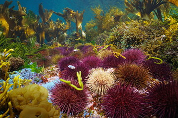 Sea urchins and algae in the ocean, shallow underwater seascape, Eastern Atlantic, Spain, Galicia