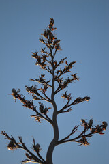 A flax stem reaches its way into the blue sky