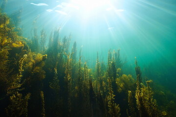 Fototapeta na wymiar Underwater seascape natural sunlight and algae in the ocean, (mostly brown seaweed Sargassum muticum) Eastern Atlantic, Spain, Galicia