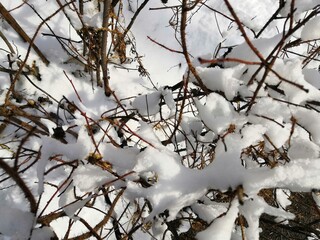 branches of trees in winter in the snow on a bush in the forest