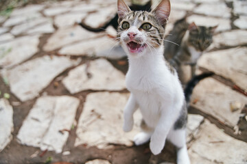 Street cats begging ride on the streets of Corfu in Greece