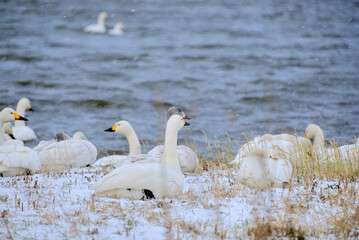 Swans in Uwasekigata, Japan, 2021/12/26e
