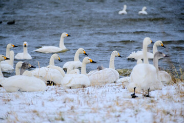 Swans in Uwasekigata, Japan, 2021/12/26e