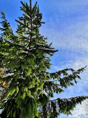 green branches of a coniferous tree against a blue sky background
