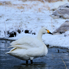 Swans in Uwasekigata, Japan, 2021/12/26e