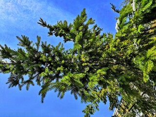 branches of coniferous trees against the blue sky