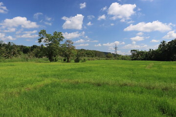 Naklejka premium blue sky background with green nature