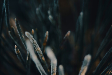 needles of spruce in frost