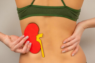 a woman in underwear holds a mock up of a human kidney at the waist level