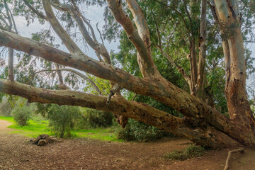 Eucalyptus trees in Ein Mata spring, the lower Judaean Mountains