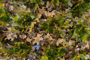 closeup to fresh Red Oak Lettuce in hydroponics system pipe