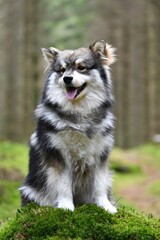 Portrait of a young Finnish Lapphund dog